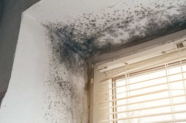 Affordable Commercial Mold Remediation solutions in Blain, PA